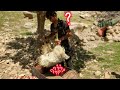 Washing and disinfecting goats - nomadic life