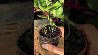How Tomatoes Grow & Harvested 🌱| Easy Gardening Tips for Beginners | Tomato Farming at Home #shorts