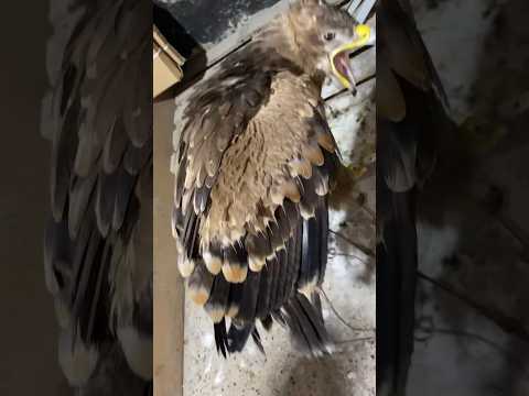 فترة المقيد تغير الريش نادي الصقار المصري اكسبلور    صقر 