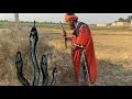 Jogi Caught Big Cobra Snake At Bushes