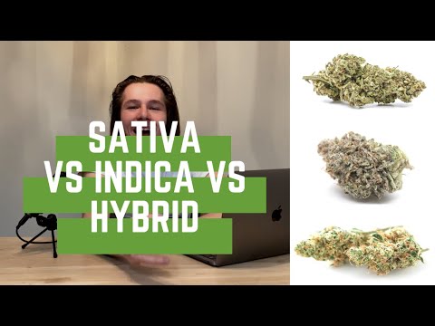 Videó: Sativa Vs. Indica Vs. Hibrid: Táblázat, Különféle Felhasználás, Mellékhatások, Még Sok Más