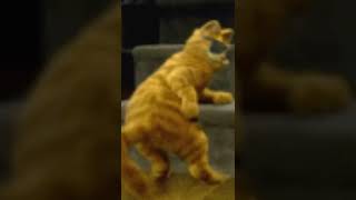 Garfield  gifs video clips.🐈🐈🐈😎😎😎🤓🤓👨🏿‍💻👨🏿‍💻👨🏿‍💻👍👨🏿‍💻👨🏿‍💻👨🏿‍💻👨🏿‍💻￼