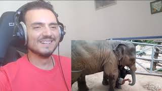 Junior secretly climbs away to travel. baby elephant 🐘🐘 or baby monkey 🙈🙈 Reaction