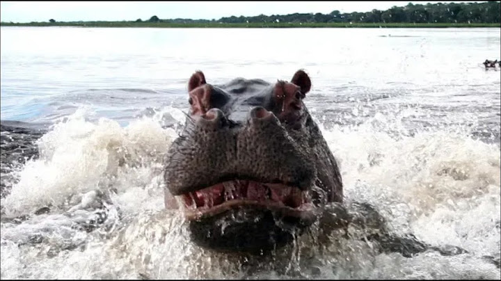 What's Up with the Hippos | Mini Documentary