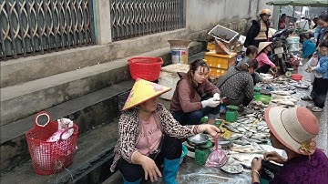 Cá Ngạnh,Cá Chép,Cá trắm Đen,Gặp Đàn Cá Chép Khủng Hồ Thủy Điện Thác Bà,Tuyên Quang TV