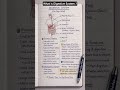 What is Digestive System | Mouth, Esophagus, Stomach, Small Intestine