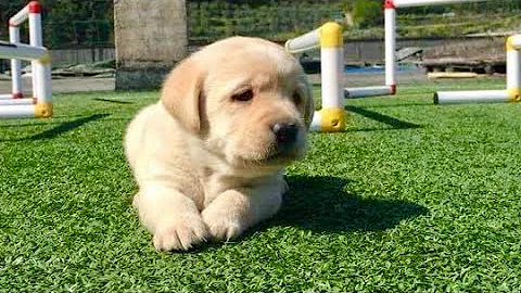 Quanto deve pesare un cucciolo di Labrador di 3 mesi?
