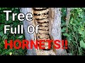MASSIVE European Hornet Nest Inside Tree | SWARM | Wasp Nest Removal