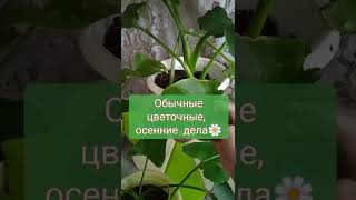 #𝚂𝚑𝚘𝚛𝚝𝚜  Эфиопская Калла, готова к переезду! 🌱