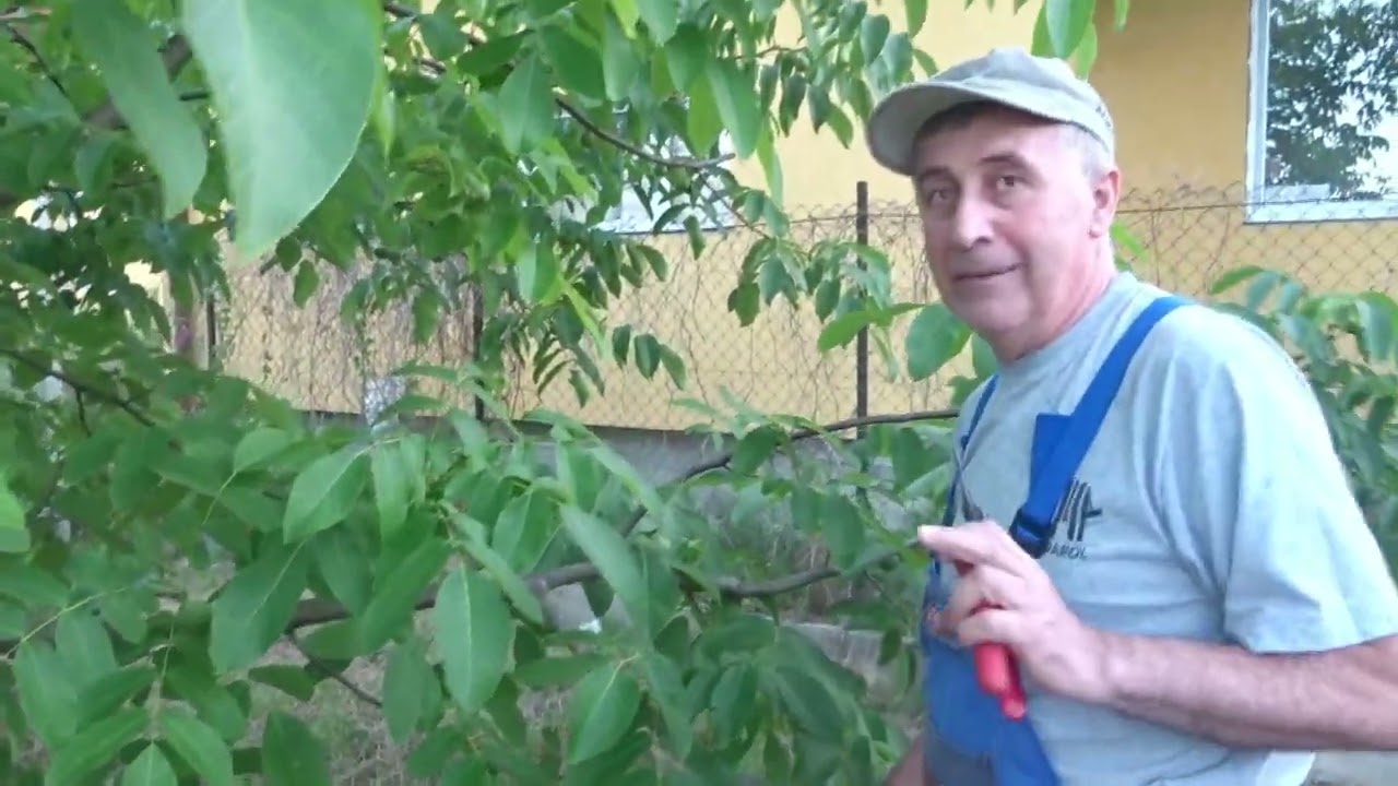 Tăierile în verde la un nuc tânăr