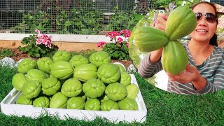 Harvesting and storing chayote will keep it fresh for 6 months.