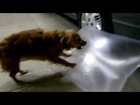 Dog gets punched