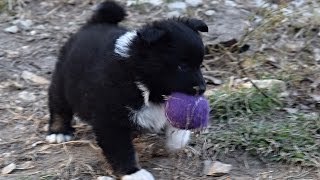 One month old Icelandic Sheepdog puppy by MackHillFarm 348 views 7 years ago 1 minute, 51 seconds
