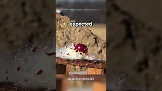 What Happens If Two Bullets Crash Into Each Other?