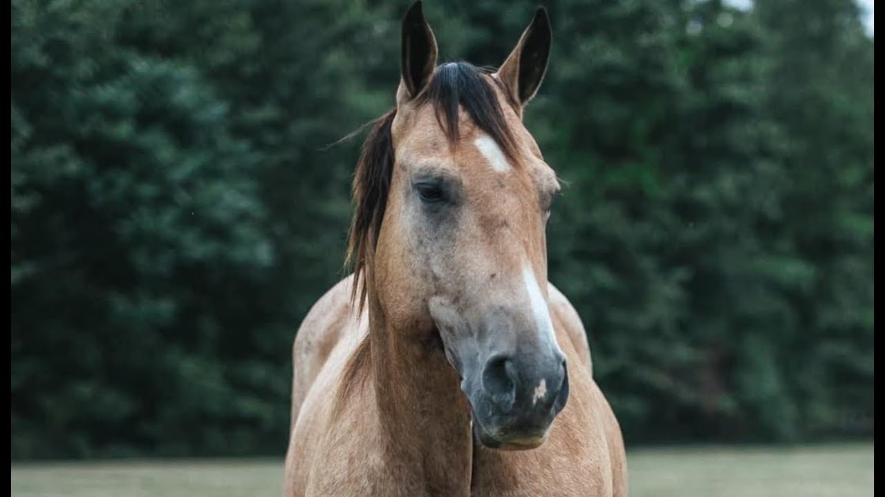 Cowboy in English, Diamanté Equestrian YouTube