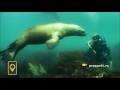 Сивуч "покусал" аквалангиста на Камчатке / Seal bites diver