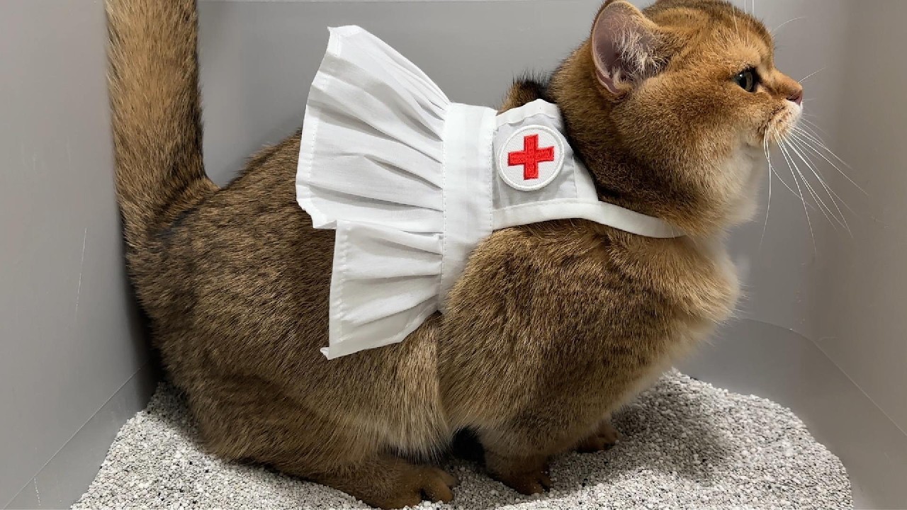 꽉 끼는 간호사복