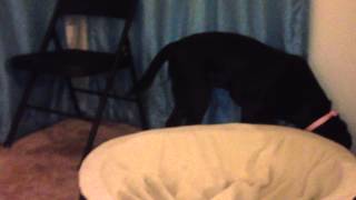 Adorable Black Lab Puppy Warms Her Bed