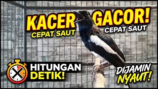 Suara Kacer Gacor Untuk Masteran dan Pancingan Kacer Malas Bunyi Agar Emosi