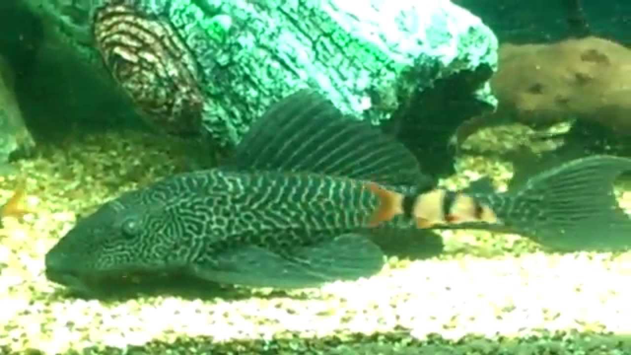 Tank Of Tropical Monsters