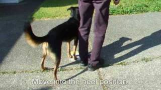 How to Teach Tight Turns & Pivots for Rally Obedience | Two Methods