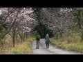 Cherry-lined Japan country road - 桜の木が並ぶ日本の田舎の道路