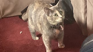 See You Again Dustpelt And Redtail Animatic Thumbnail Is My Goofy Cat