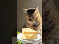 Kitty Butter Cooking Stream | #ameame_ol on #twitch
