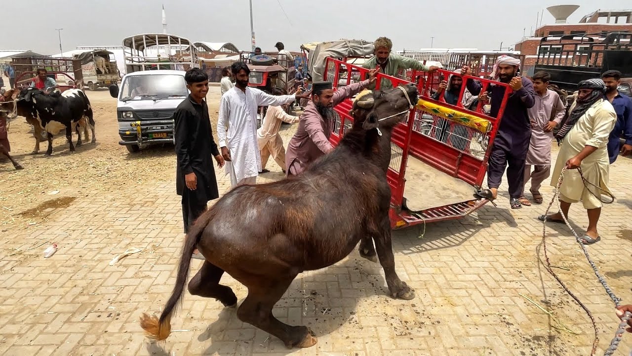 Extremely Angry Bull Loading In Rickshaw | Before Loading Bull Run Away