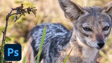 Photoshop Playbook: How to Create Animated GIFs | Adobe Photoshop