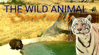 Visiting The Largest Carnivore Animal Sanctuary in The World - The Wild Animal Sanctuary