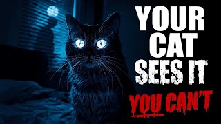 "Why My Cat Stares At Me (Deadly Secret Feline Behavior Exposed)"