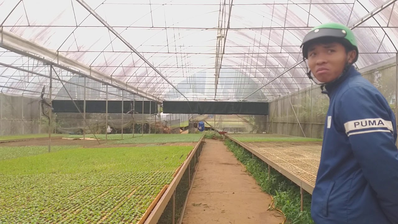 THĂM VƯỜN ƯƠM CÂY RAU GIỐNG TẠI CƯ KUIN, ĐĂK LĂK