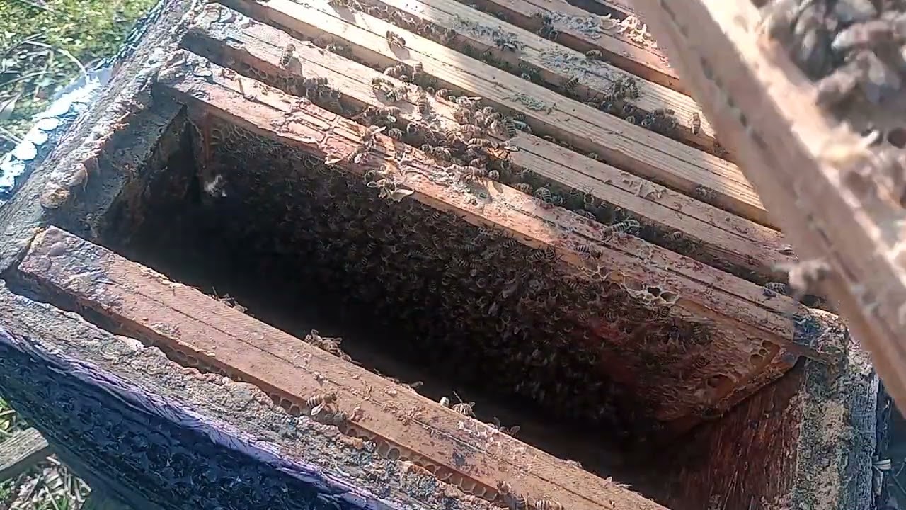 Przegląd wiosenny rodziny pszczelej, szukamy matki pszczelej 10 marzec 2025r.