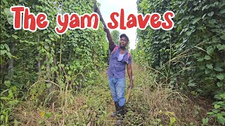 The dark truth about trelawny's  yam industry that spans for decades.