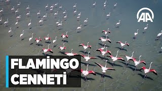 Anadolu'nun flamingo cenneti Tuz Gölü