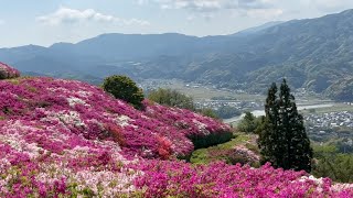 その絶景に魅せられて　冨士山公園の躑躅2023　総集編　〜愛媛県大洲市〜