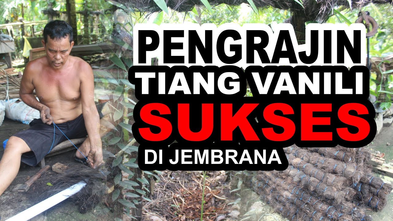PENGRAJIN TIANG VANILI SUKSES DI JEMBRANA