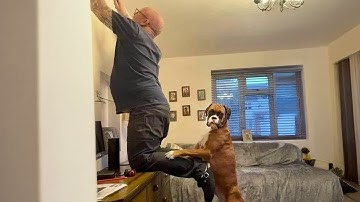 When Comedian Dogs Are Being Hilarious With Human 😂 Funny Dog and Human Videos