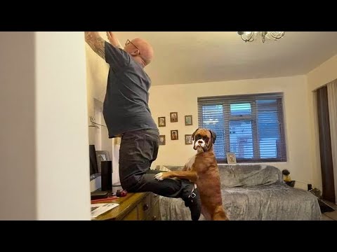 When Comedian Dogs Are Being Hilarious With Human 😂 Funny Dog and Human Videos
