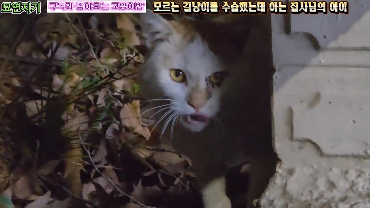 모르는 길냥이를 수습했는데 아는 집사님의 아이 #묘연지기 #고양이 #길냥이밥주기