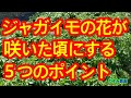 【ジャガイモ】花が咲いた頃にしておくことを５つのポイントで解説しています。来月には美味しいジャガイモをたくさん収穫しましょう！