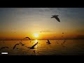 Zelensky - Sunset (Andy Lime Remix)