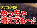 【庭の池】タナゴの稚魚にブラインシュリンプを与えてみる #122 2018.8.12