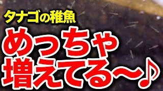 【庭の池】タナゴの稚魚にブラインシュリンプを与えてみる #122 2018.8.12