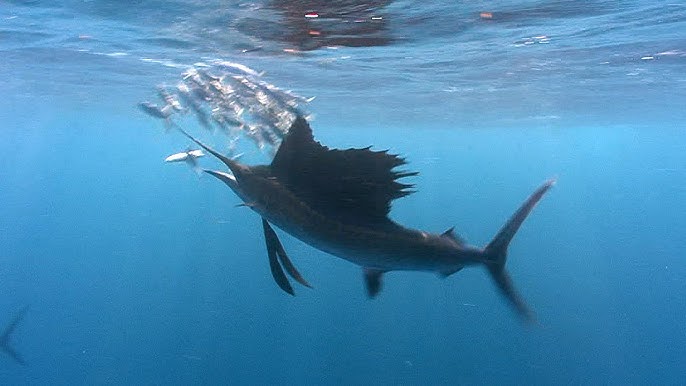 Ikan tercepat di lautan - sailfish 