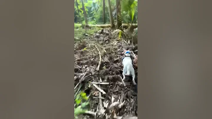 WILD BOAR CAUGHT BY AMERICAN BULLDOG!