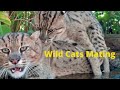 Amazing Wildlife in the nature Surrounding _ How To Make Cat Mate #2