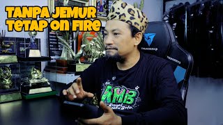 MURAI BATU TANPA JEMUR‼️EMOSI DAN TENAGANYA BAGAI MANA