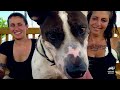 Heartwarming Moments from Season 18 | Pit Bulls and Parolees | Animal Planet